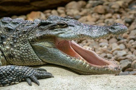 张开嘴的暹罗鳄鱼 (Crocodylus siamensis)。