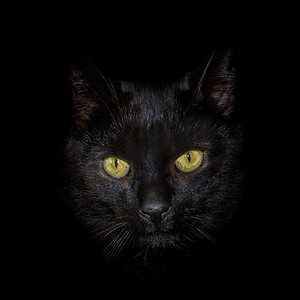 黑色背景下黑猫的头像