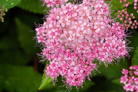 夏日花园中美丽的粉色小花