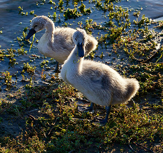 在岸的两只幼小天鹅