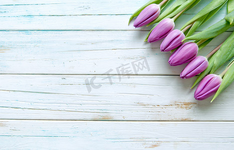 木制背景上的紫色郁金香