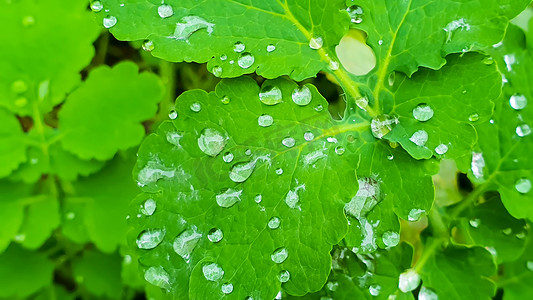 雨后有水滴的植物。