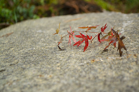 天然石材背景上的红色和橙色叶子。