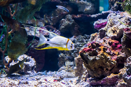 美丽优雅的白色和黄色条纹热带鱼水族馆宠物，带优雅的绳索，色彩缤纷的异国情调海洋生物肖像