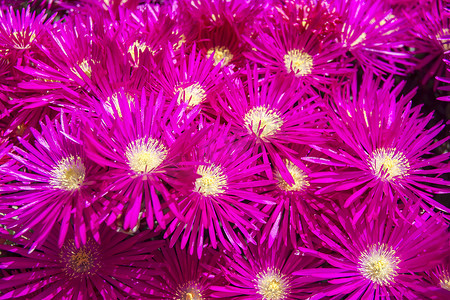 一组带黄色雌蕊的紫红色花朵