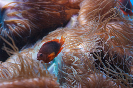 红鞍背海葵鱼