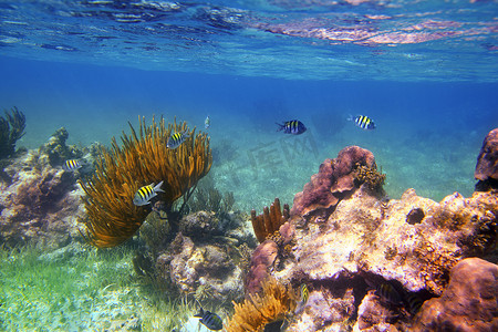 墨西哥加勒比礁石中的军士长鱼类