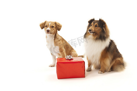 两只狗看着礼盒