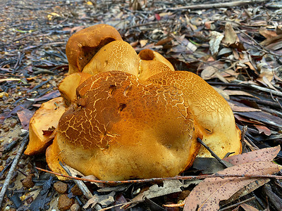 一大群不明的橙色蘑菇