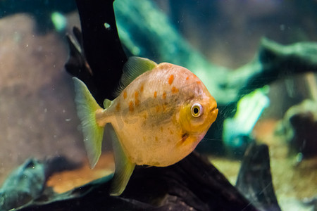 发光斑点摄影照片_Redhook myleus 一种银元鱼，鳞片闪闪发光，有橙色斑点热带观赏鱼宠物