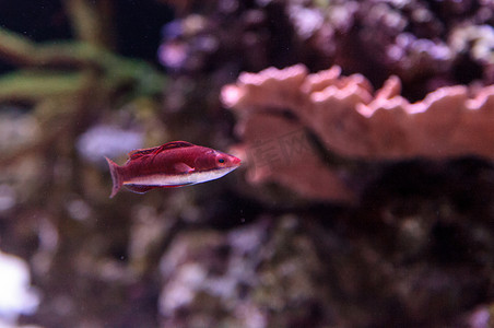 深海鱼摄影照片_深红色 Cirrhilabrus sailfin fairy wrasse