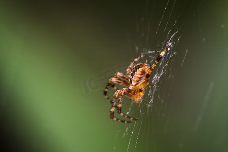 喷丝板摄影照片_十字蜘蛛