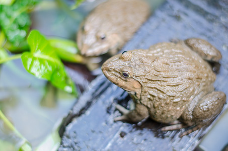 泰国农场常见的泰国青蛙