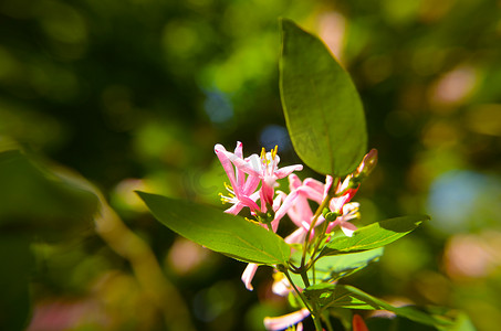 美丽、芬芳、粉红色的 Lonicera caprifolium perfolium 金银花芽，具有自然的叶子背景