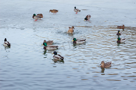漂浮在冬天结冰的公园池塘上的鸭群