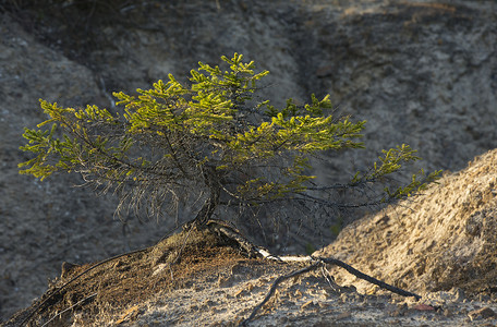 粘土沙丘上的松树