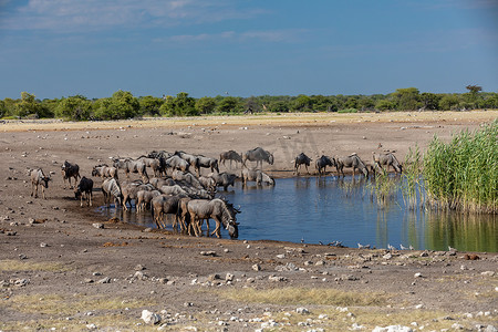 蓝色牛羚 Gnu，纳米比亚非洲野生动物 safari