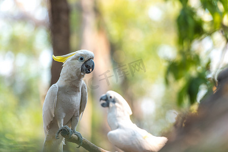 美丽的白凤头鹦鹉，硫磺凤头鹦鹉 (Cacatua gale