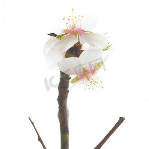 李树摄影照片_李树白色的花朵。