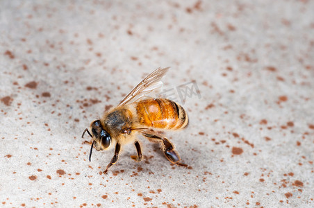 一只翅膀的蜜蜂