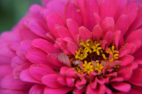 百日奋战摄影照片_一朵美丽的粉红色百日菊花的特写