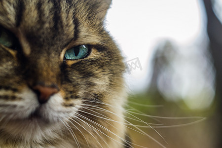 大头贴可爱相框摄影照片_大头猫蓝眼睛