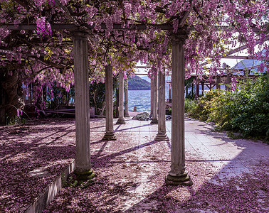 紫色柱子摄影照片_有柱子和紫藤花的美丽的前院