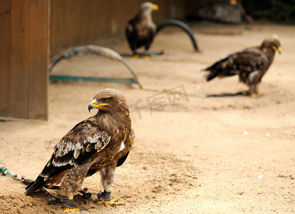 动物老鹰摄影照片_动物园里的老鹰