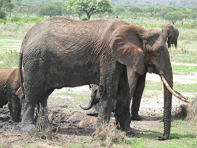 非洲博茨瓦纳大草原上的野生大象 (Elephantidae)