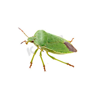 白色背景上的绿色盾牌虫