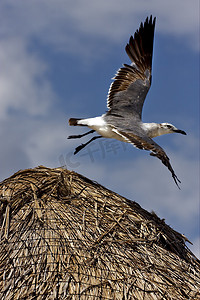 白黑海鸥在稻草中飞翔