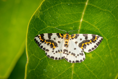 在一片大叶子的 Abraxas grossulariata 蝴蝶