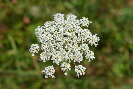 金花菜水芹百合摄影照片_软木果水芹