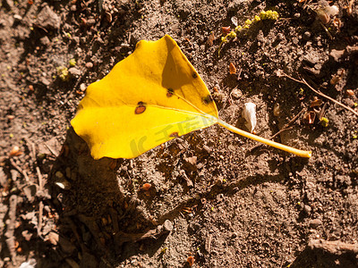 在白天的阳光下，土壤地板上的一朵黄色花朵