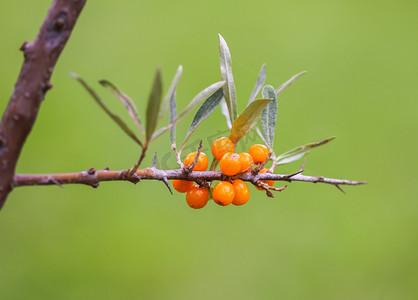 秋季公园橙色沙棘浆果的分支。