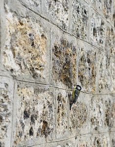 老石砖墙纹理背景与一只鸟