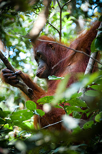 Orang Utan 坐在印度尼西亚婆罗洲的一棵树上