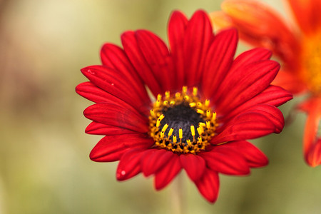 金色和黑色中心的红色雏菊