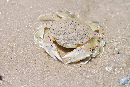 海滩螃蟹摄影照片_沙滩上的螃蟹