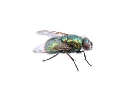 拟人苍蝇摄影照片_孤立在白色背景上的绿色苍蝇