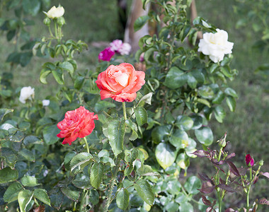 有白色和粉红色花朵的玫瑰丛