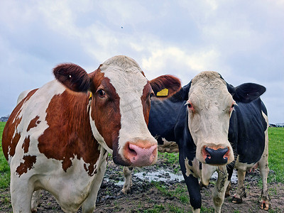 春天在荷兰草地上的奶牛