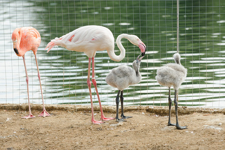 粉红火烈鸟 Phoenicopterus roseus 喂养小鸡