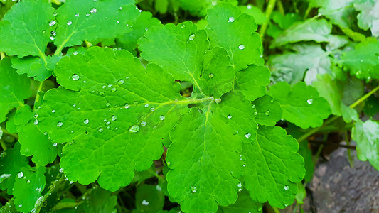 雨后有水滴的植物。