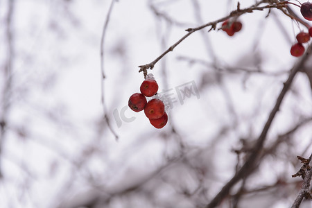冬天树上成熟的冷冻水果