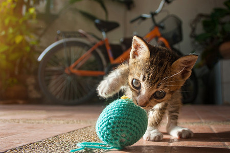 1 个月大的泰国小猫玩蓝色毛线球