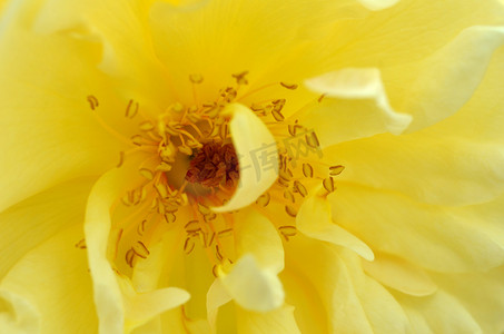 弗洛雷斯玫瑰摄影照片_美丽的老式黄玫瑰。