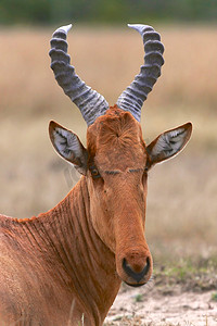 马赛马拉国家公园的一只羚羊肖像