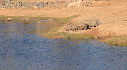 长方体展台摄影照片_白非洲犀牛