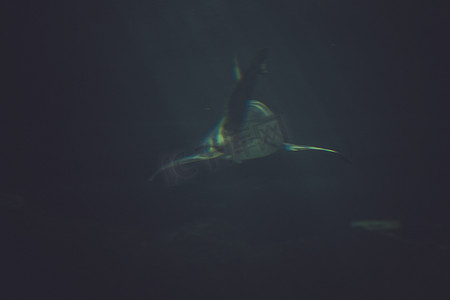 杀手，深蓝色水中的大鲨鱼水下照片。